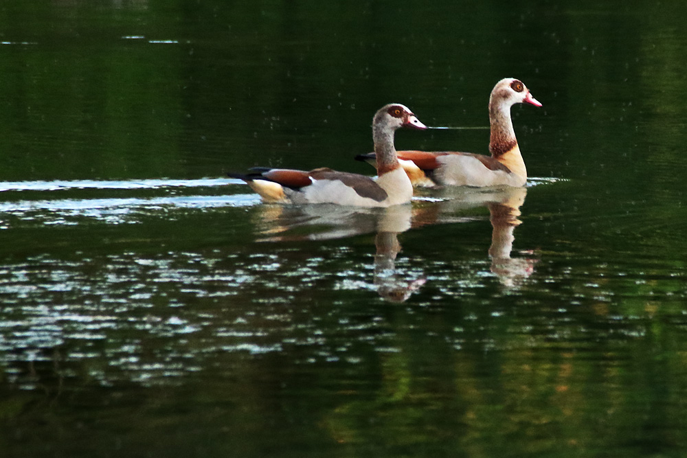 Nilgänse