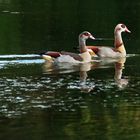 Nilgänse