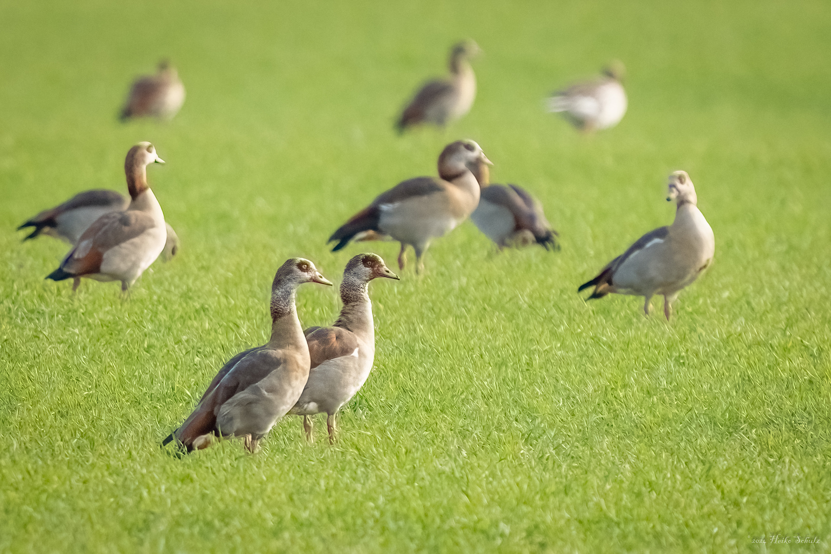 Nilgänse