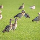 Nilgänse