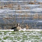 Nilgänse...