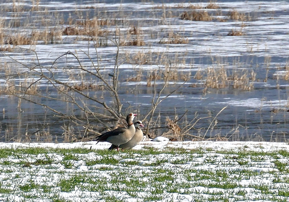 Nilgänse...