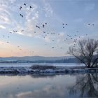 Nilgänse...