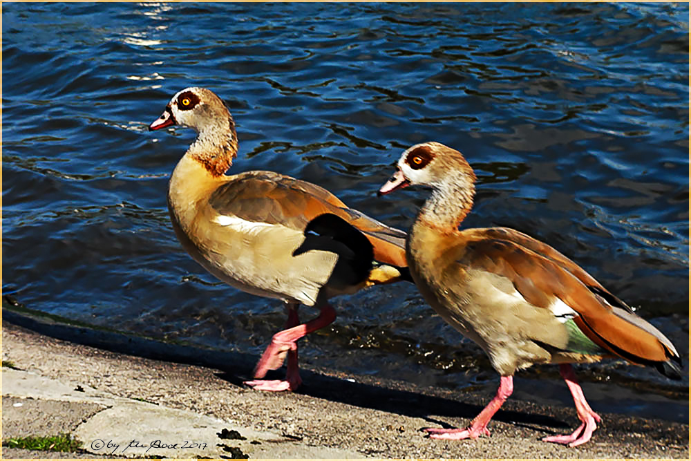 Nilgänse