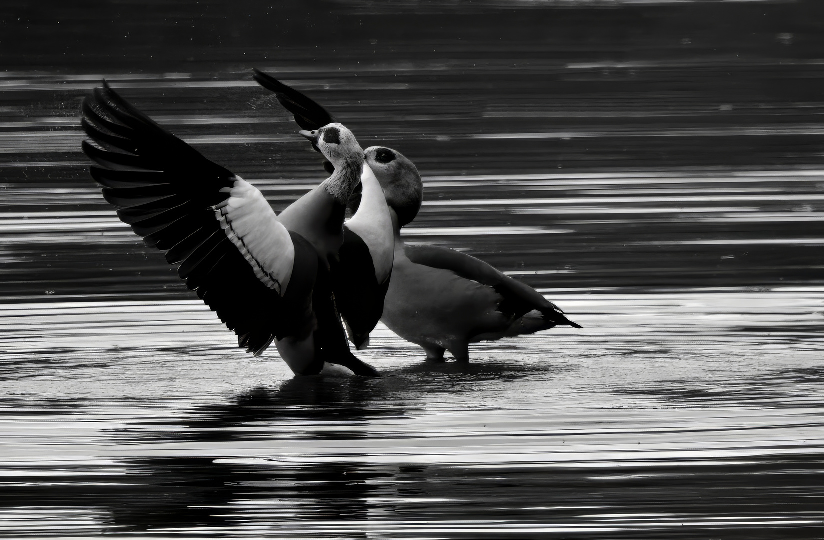 Nilgänse