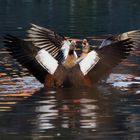 Nilgänse