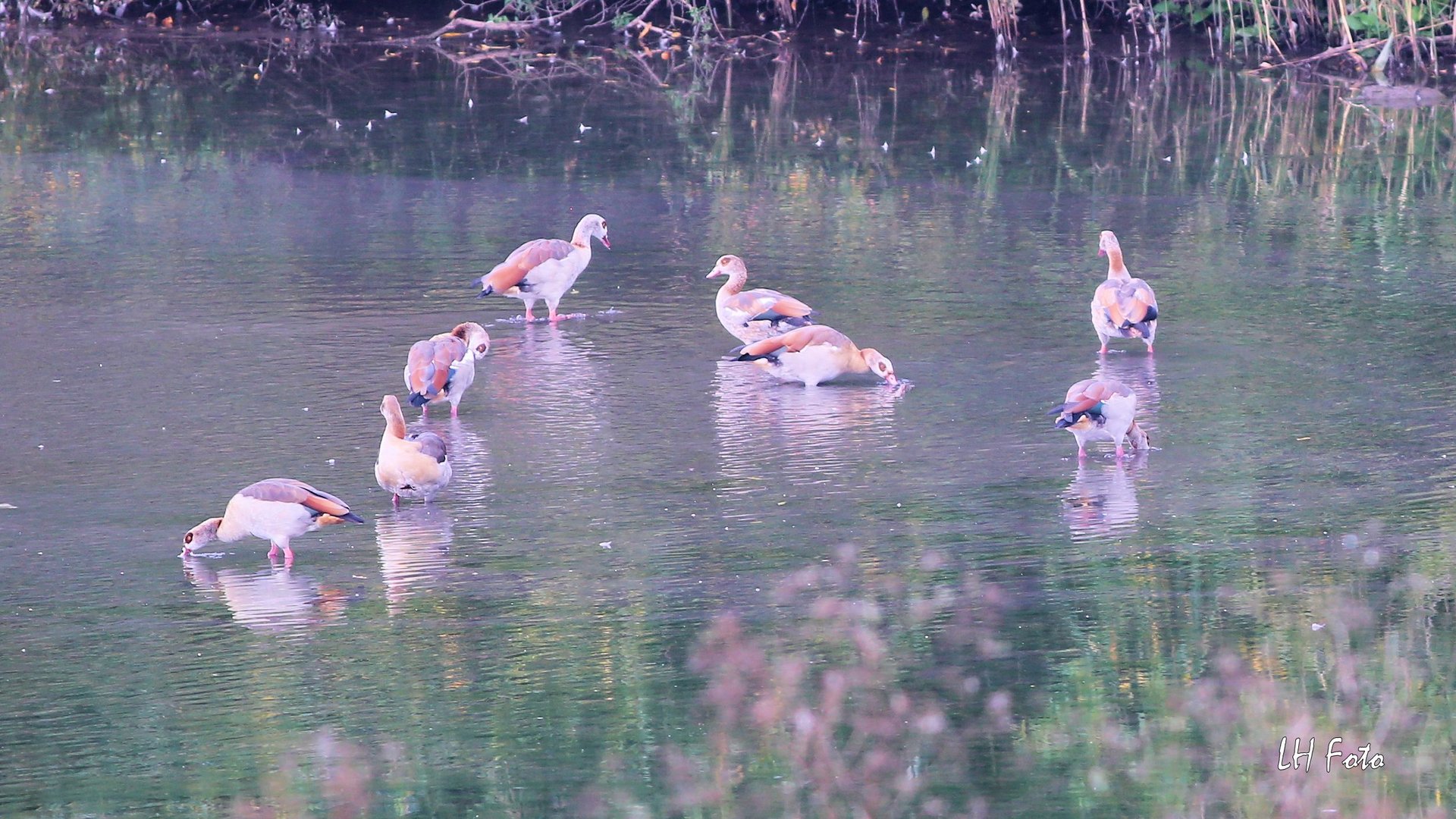 Nilgänse...