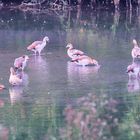 Nilgänse...