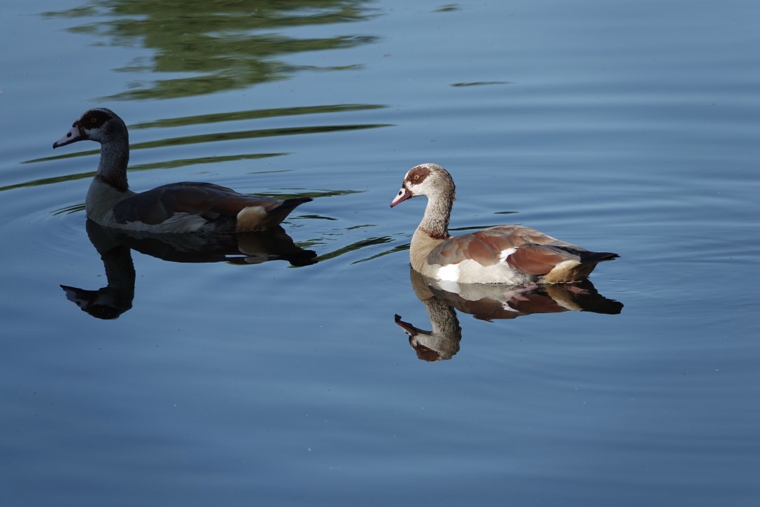 NILGÄNSE - ...die einen stehen im Schatten, die anderen stehen im Licht!