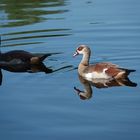 NILGÄNSE - ...die einen stehen im Schatten, die anderen stehen im Licht!