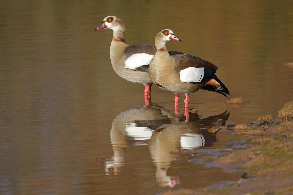 Nilgänse: Die Fotografin stört, tut aber nichts 01