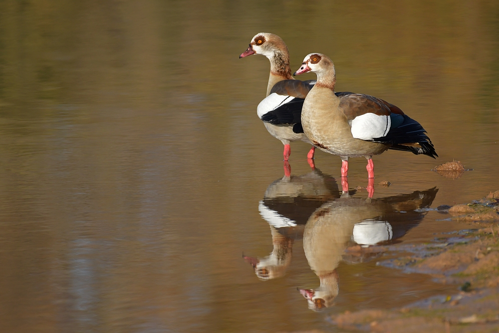 Nilgänse: Die Fotografin stört, tut aber nichts 02