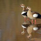 Nilgänse: Die Fotografin stört, tut aber nichts 02