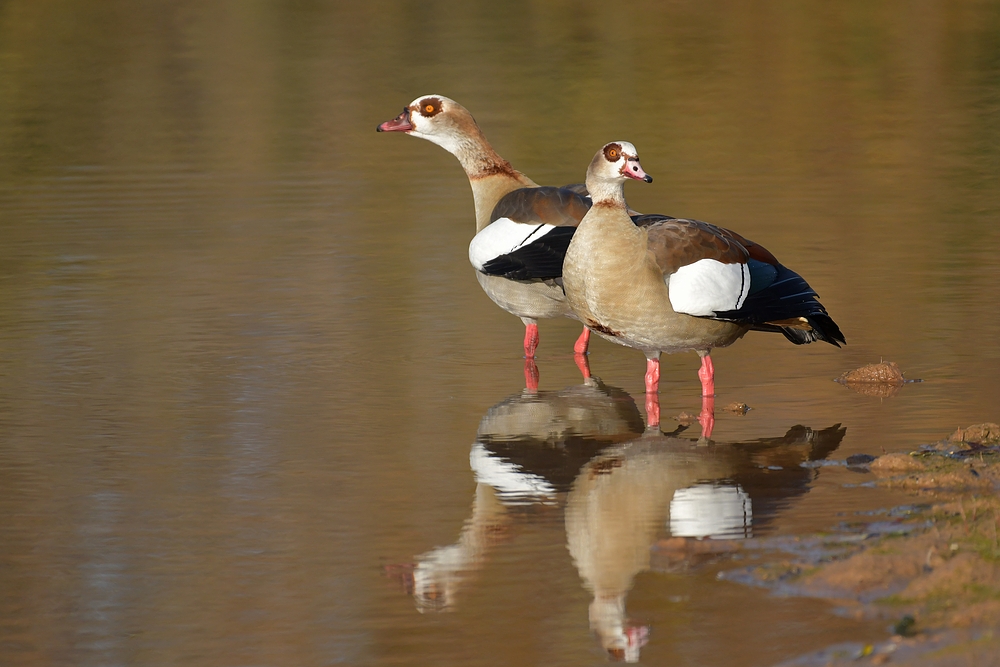 Nilgänse: Die Fotografin stört, tut aber nichts 03