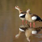 Nilgänse: Die Fotografin stört, tut aber nichts 03