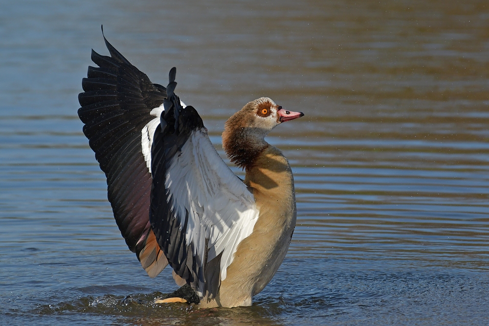 Nilgänse: Die Fotografin stört, tut aber nichts 04