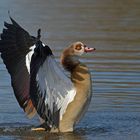 Nilgänse: Die Fotografin stört, tut aber nichts 04