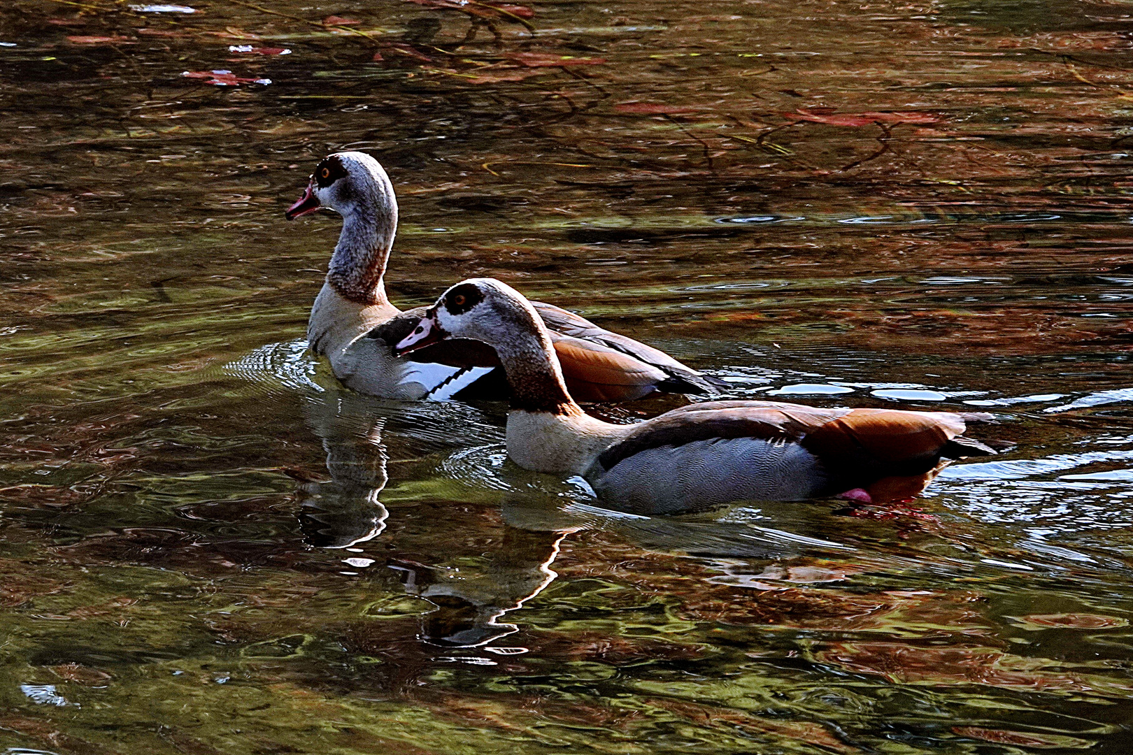 Nilgänse die sich spiegeln