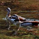 Nilgänse die sich spiegeln