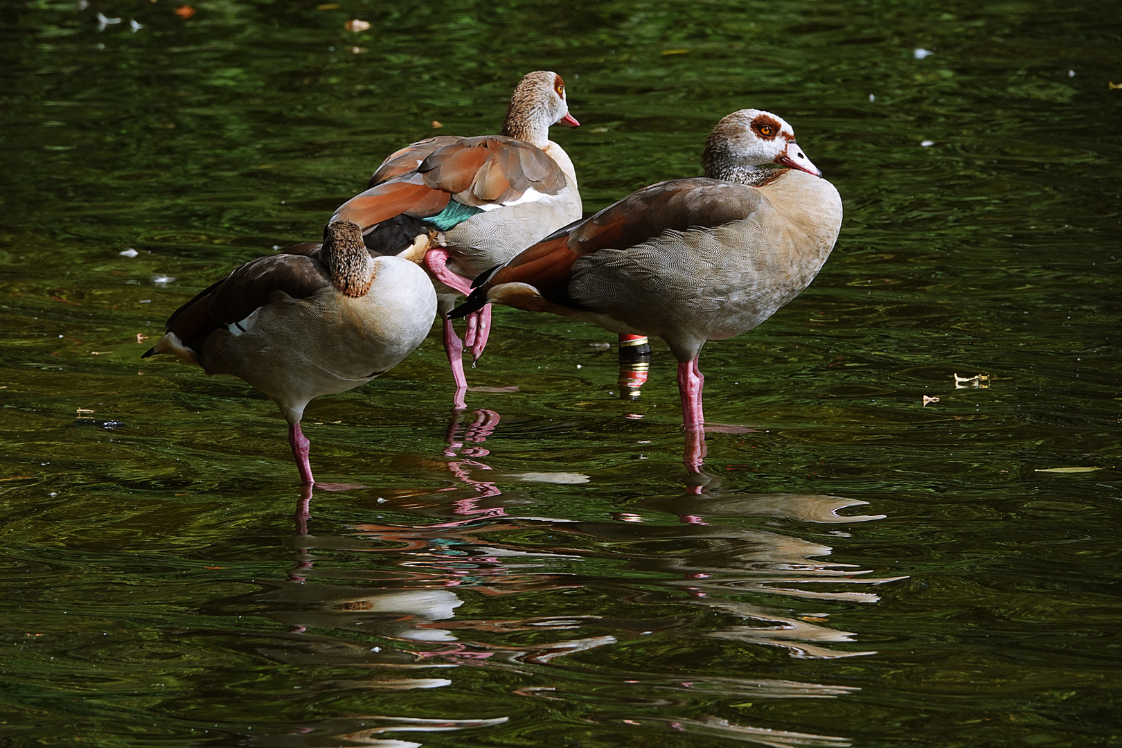 Nilgänse die sich spiegeln lassen