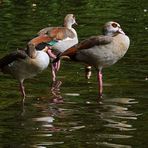 Nilgänse die sich spiegeln lassen