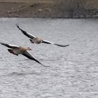 Nilgänse (Doku)