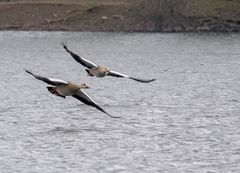 Nilgänse (Doku)