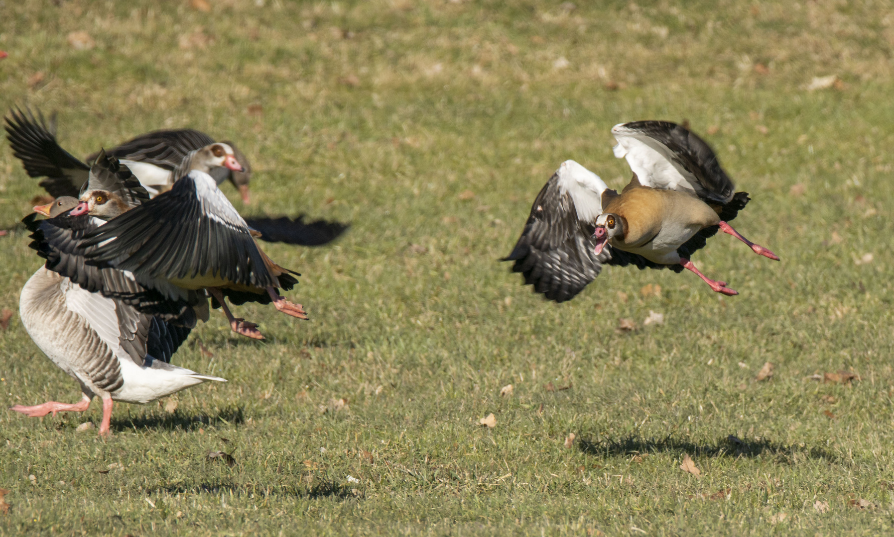 Nilgänse