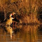 Nilgänse ...