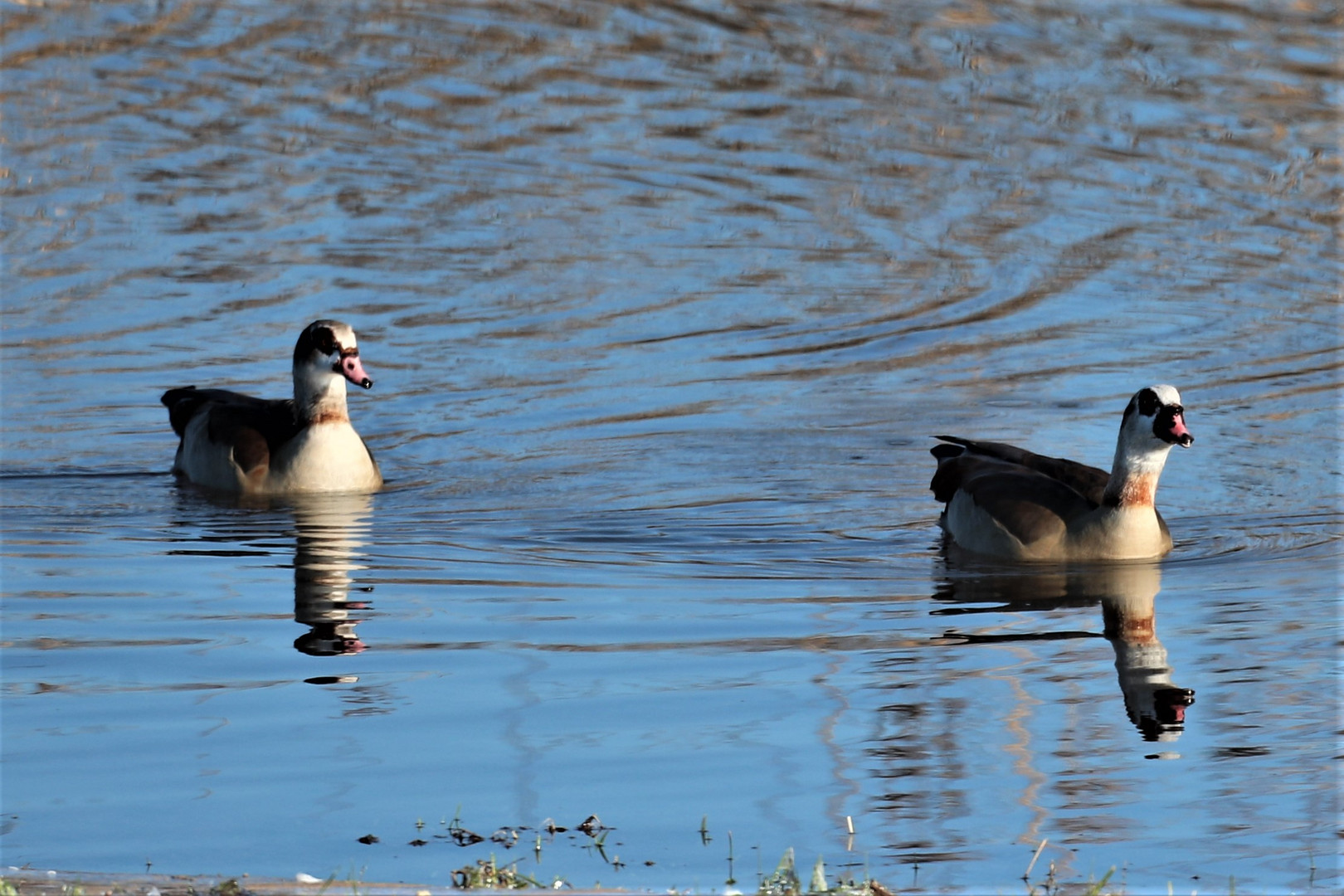 Nilgänse