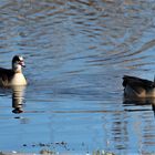 Nilgänse