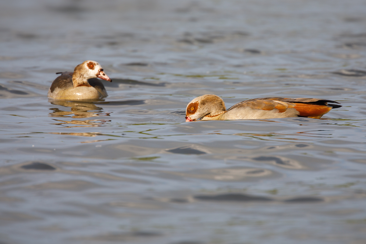 Nilgänse