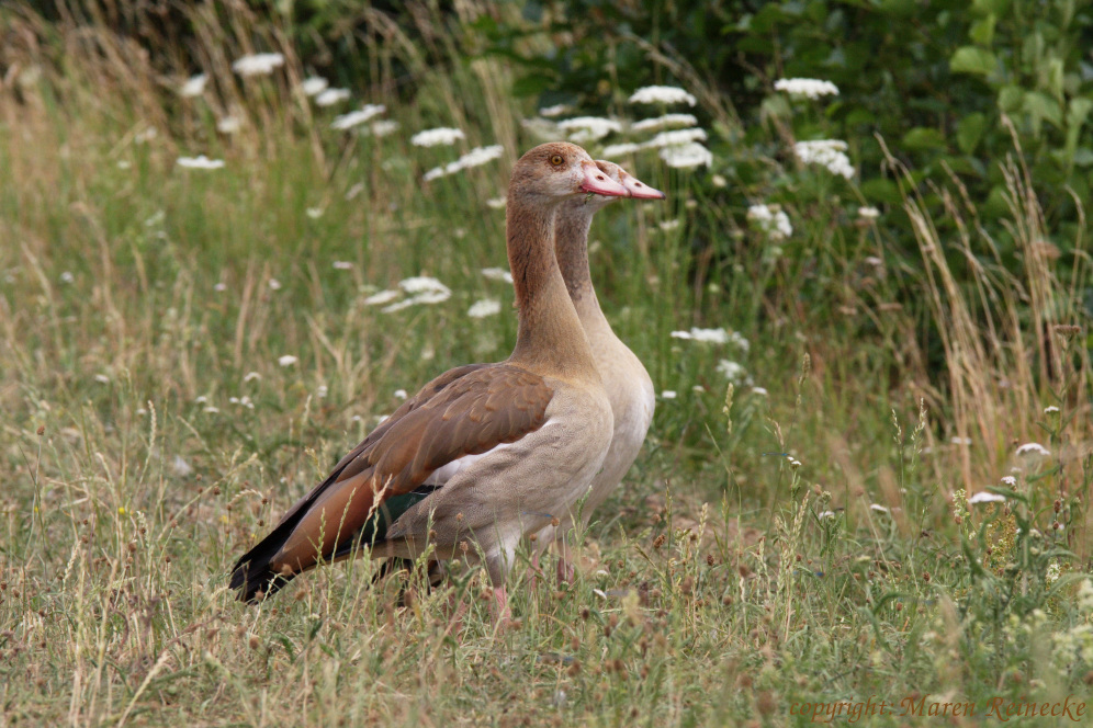 Nilgänse