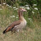 Nilgänse