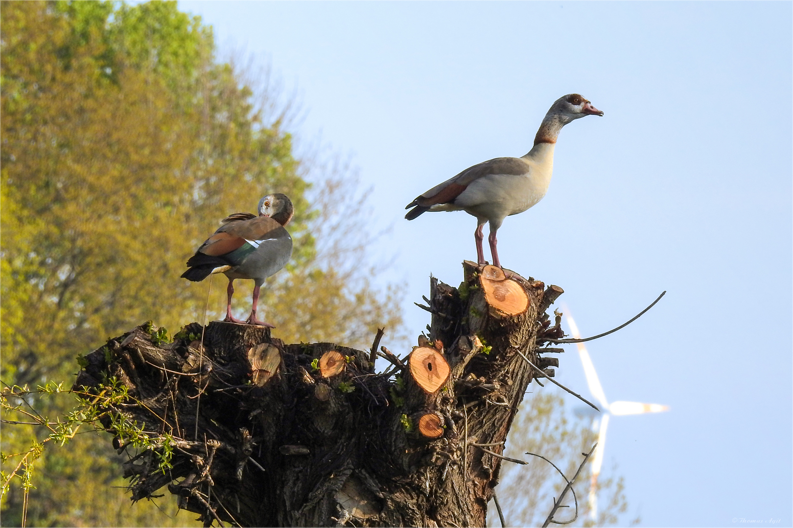 Nilgänse...