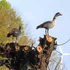 Nilgänse...