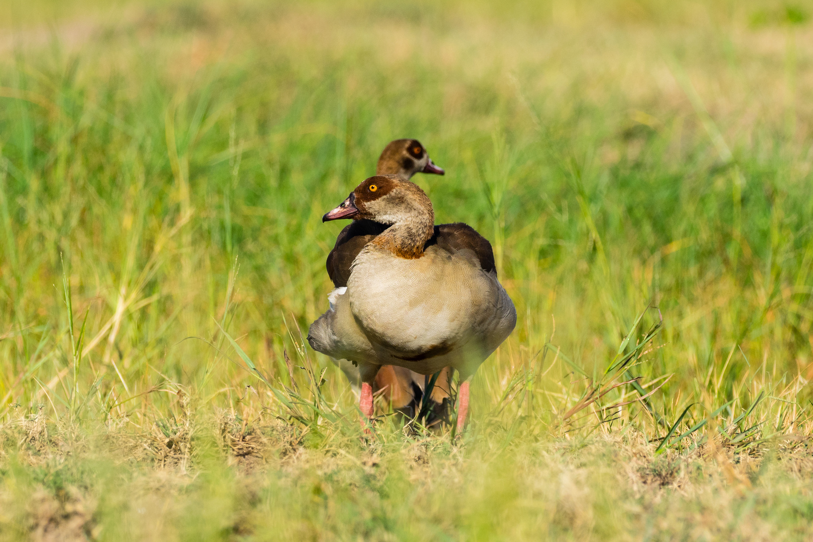 Nilgänse - Egypthian Goose