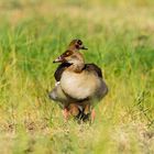 Nilgänse - Egypthian Goose