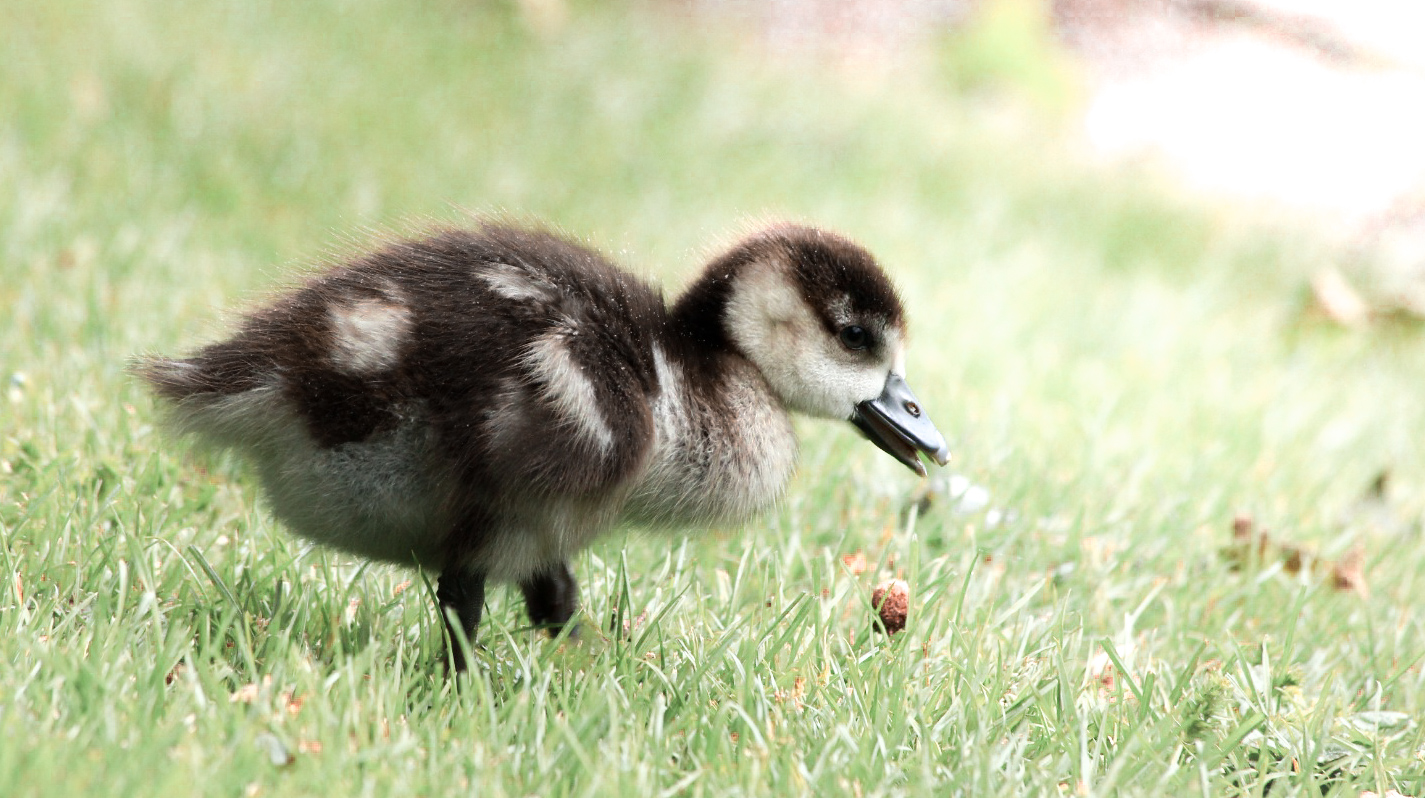 Nilgänse