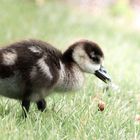 Nilgänse