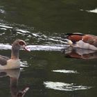 Nilgänse