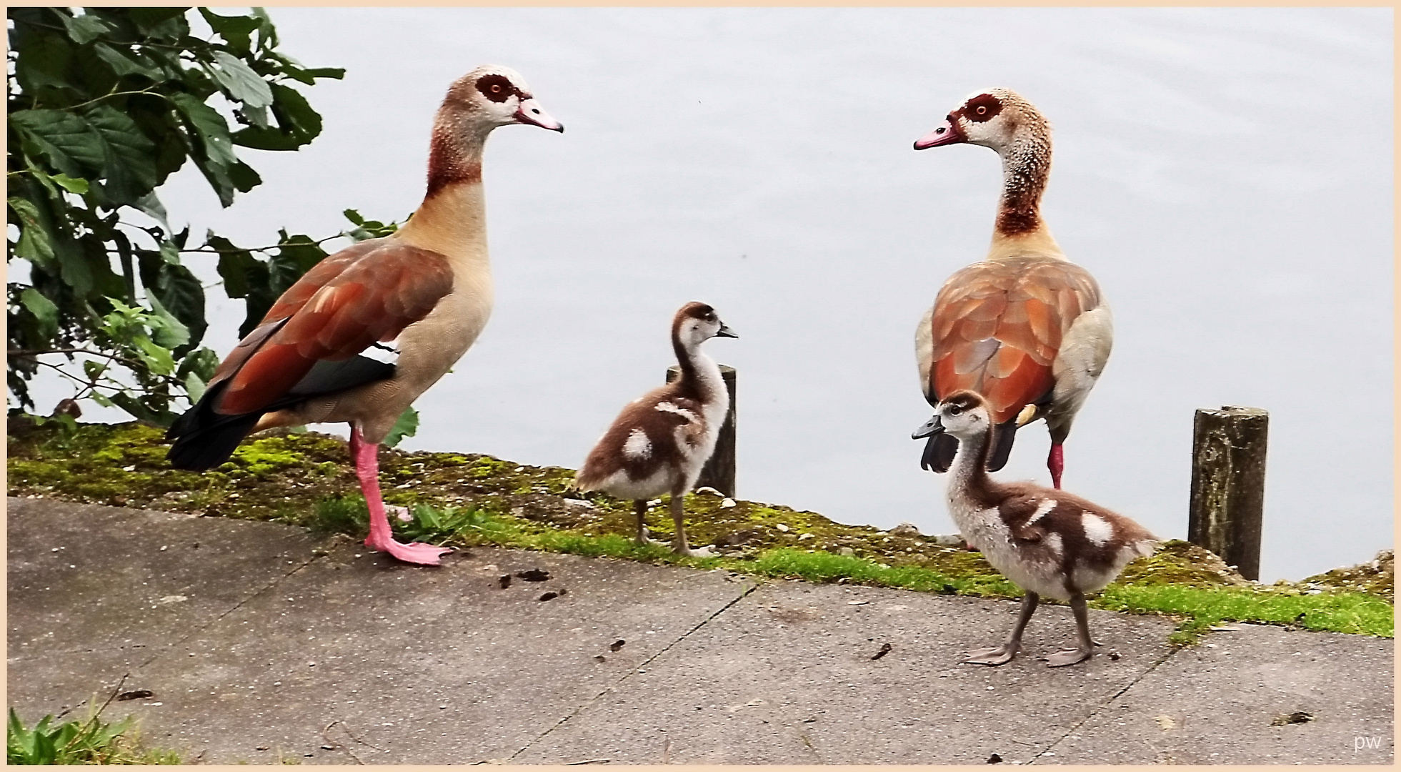 - Nilgänse -