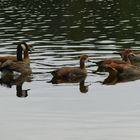 Nilgänse