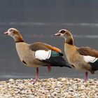 Nilgänse....