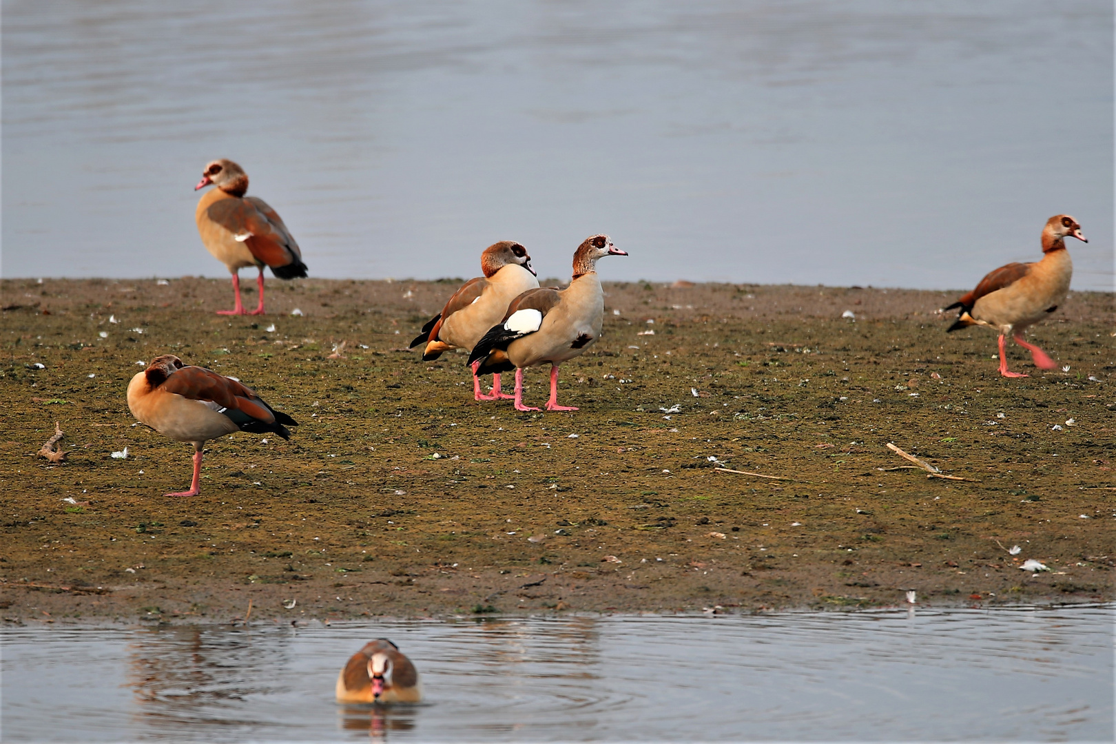 Nilgänse