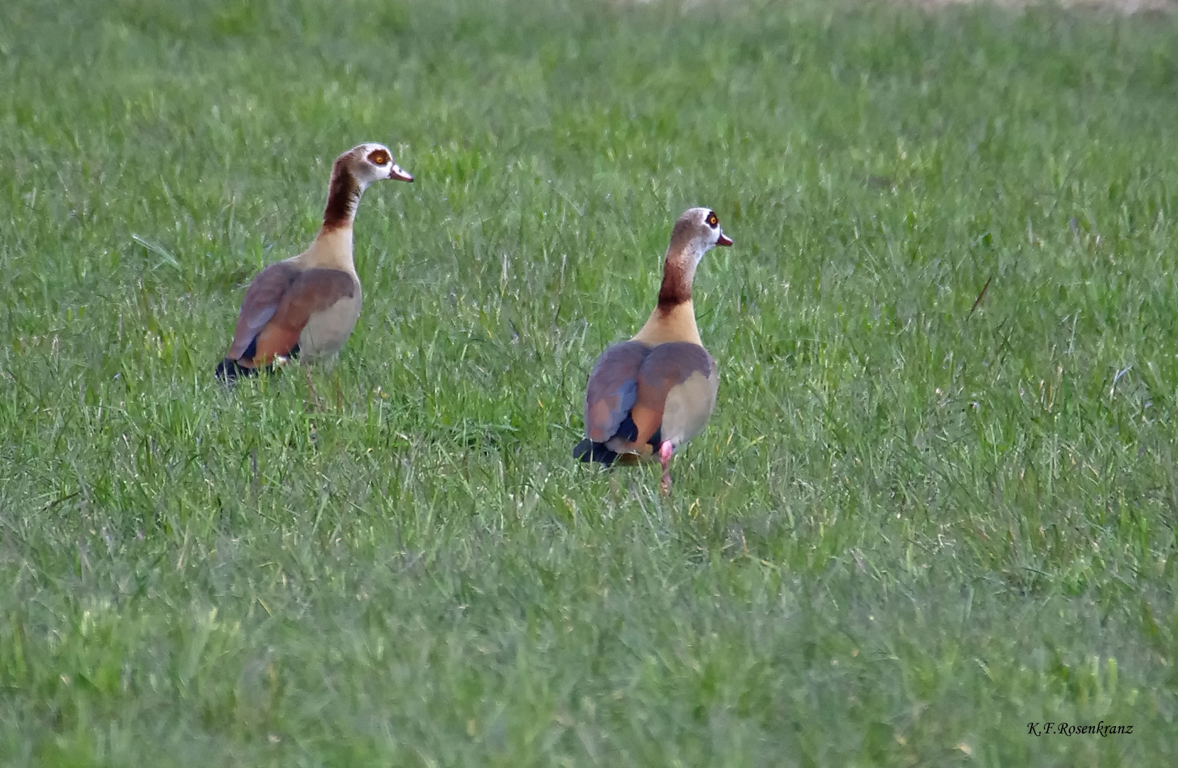 Nilgänse