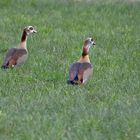 Nilgänse