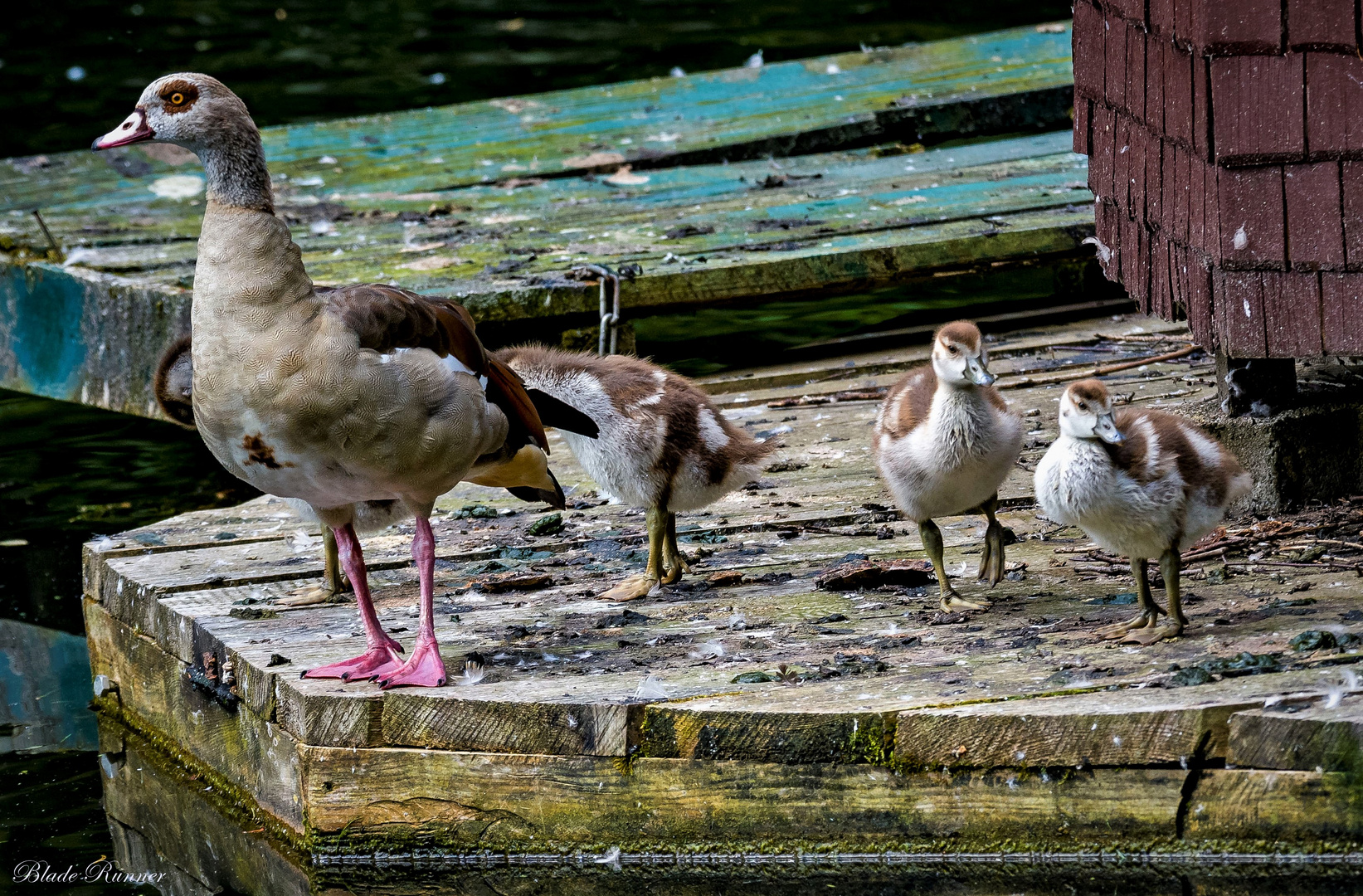 Nilgänse Familie....