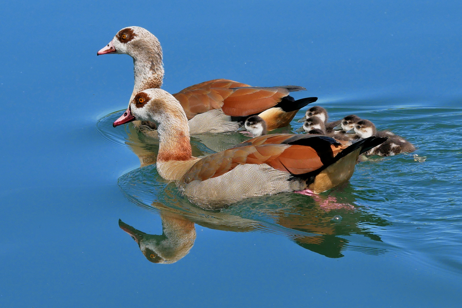 Nilgänse