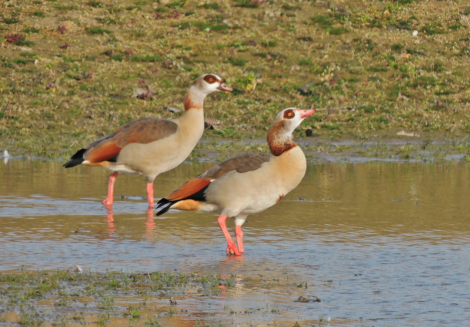 Nilgänse